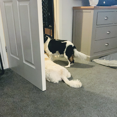 Grooming Van Image