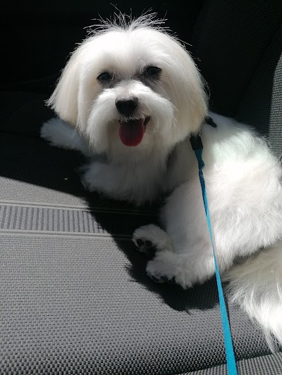 Grooming Van Image