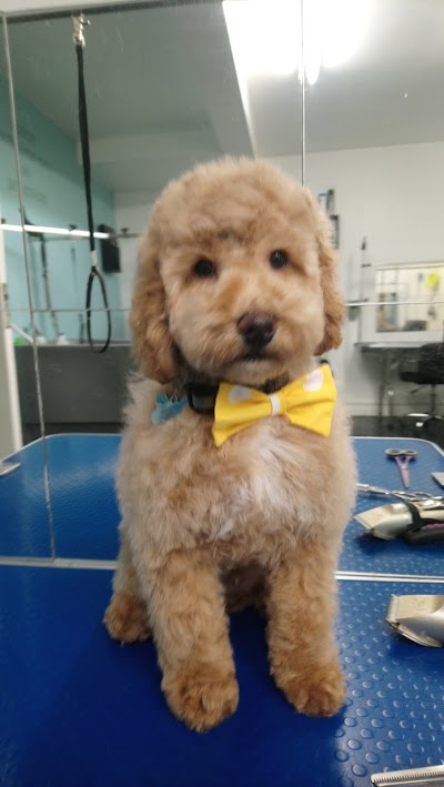 Grooming Van Image