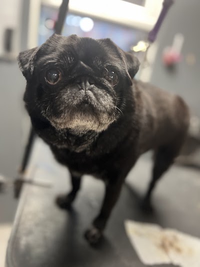 Grooming Van Image