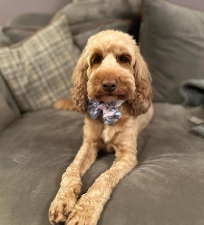 Grooming Van Image