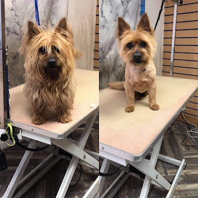 Grooming Van Image