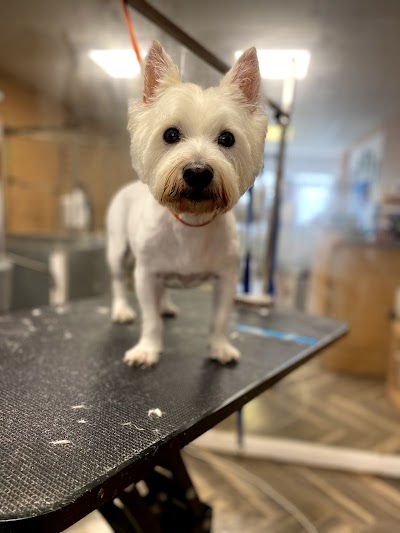 Grooming Van Image