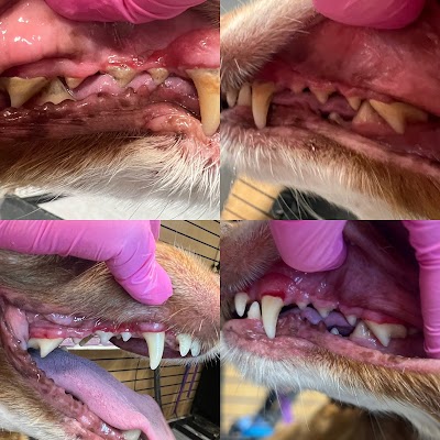 Grooming Van Image