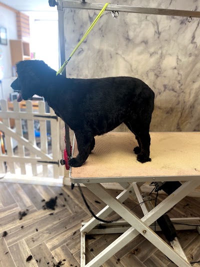 Grooming Van Image