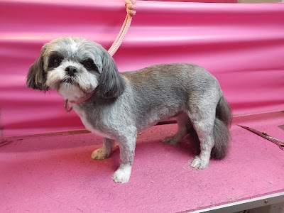 Shampooch Mobile Dog Grooming