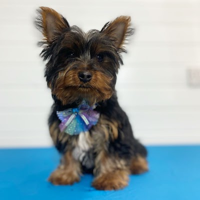 Grooming Van Image