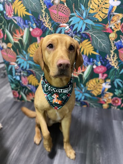 Grooming Van Image