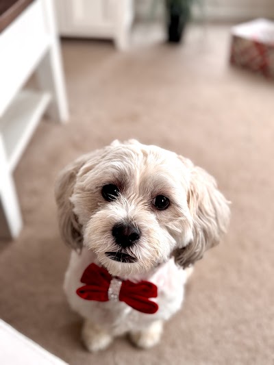 Grooming Van Image