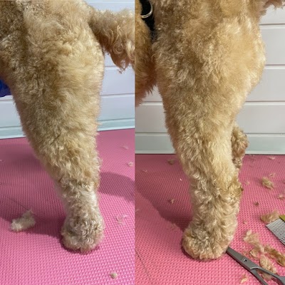 Grooming Van Image