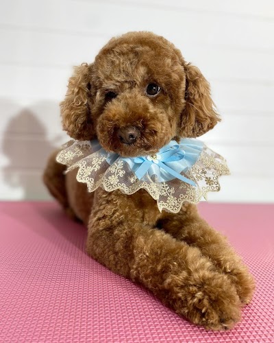 Star Spa Dog Grooming & Academy