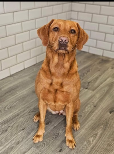 The Groomers - Dog grooming by danielle