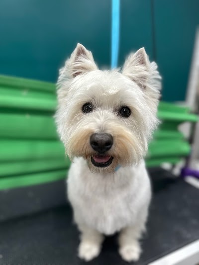 Grooming Van Image