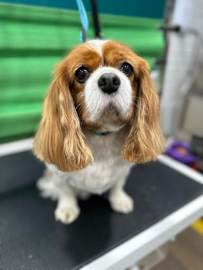 Grooming Van Image