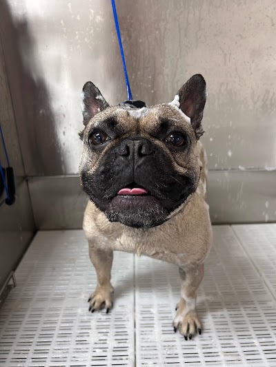 Grooming Van Image