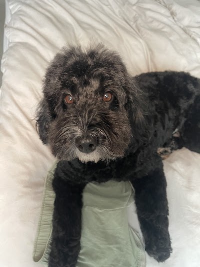 Grooming Van Image