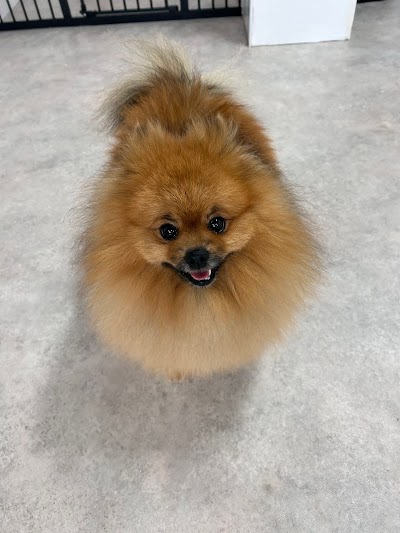 Grooming Van Image