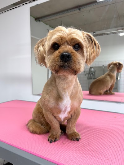 Grooming Van Image