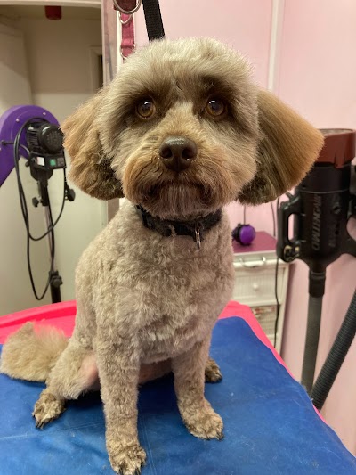 Grooming Van Image