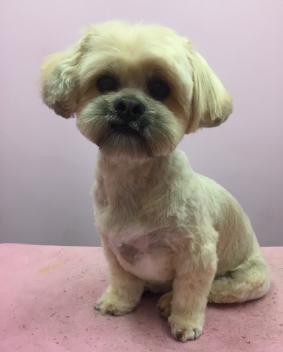Grooming Van Image