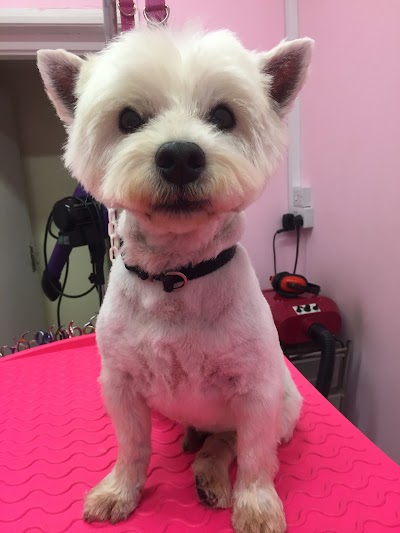 Grooming Van Image