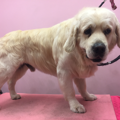 Grooming Van Image