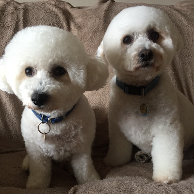 Grooming Van Image