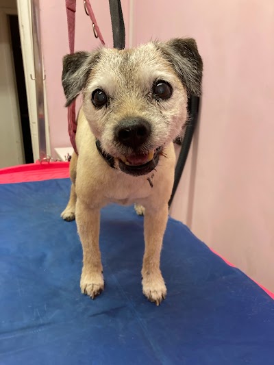 Grooming Van Image