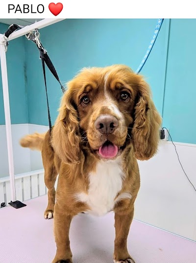 Grooming Van Image