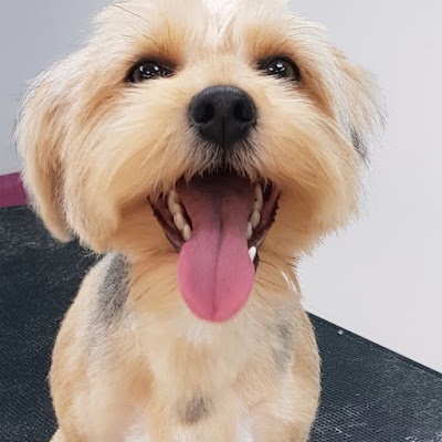 Grooming Van Image