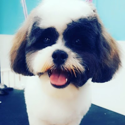Grooming Van Image