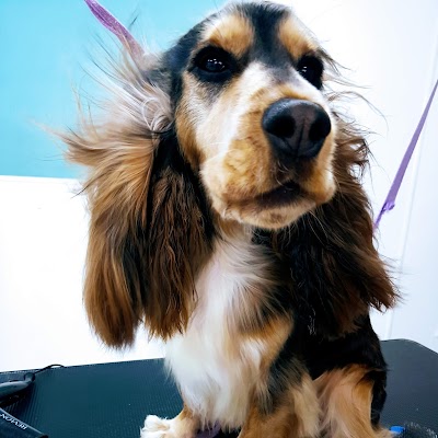 Grooming Van Image