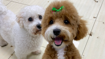Adorable Paws Dog Grooming Salon