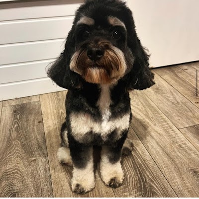 Grooming Van Image