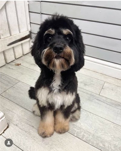 Grooming Van Image
