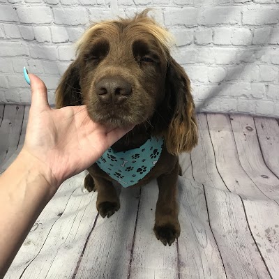 Grooming Van Image