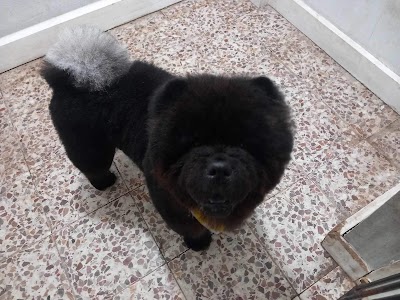 Grooming Van Image