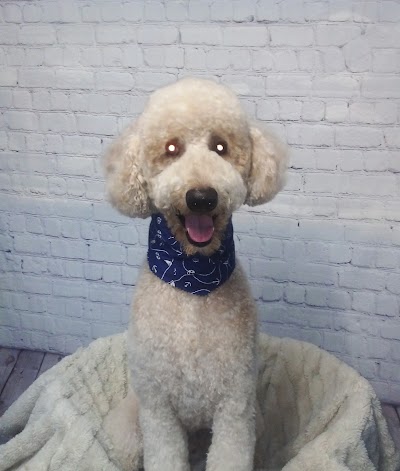 Bark & Bubbles Dog Groomers Middlesbrough
