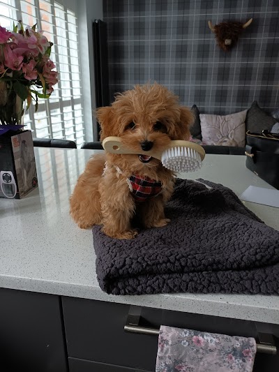 Grooming Van Image