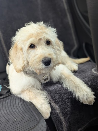 BarkInStyleNC