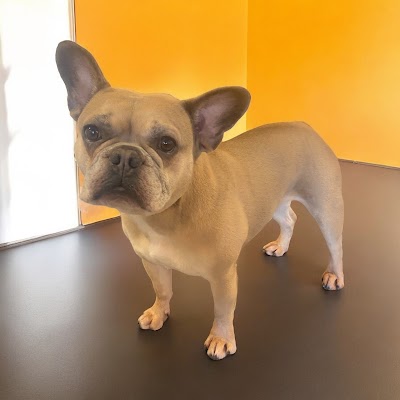 Grooming Van Image
