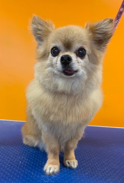 Grooming Van Image