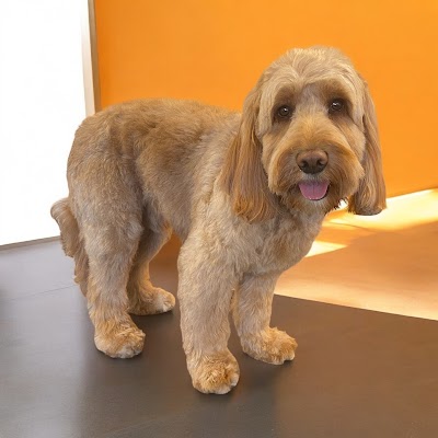 Brooke at Tail Wags