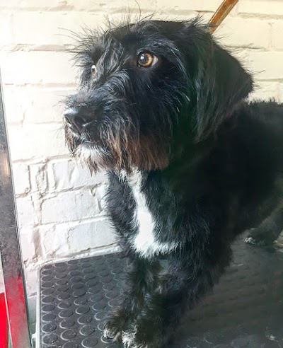 Grooming Van Image