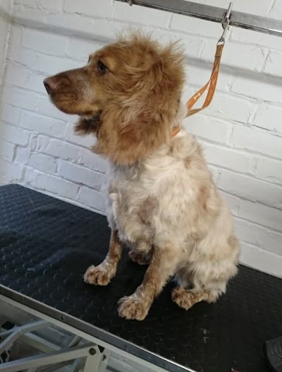 Grooming Van Image