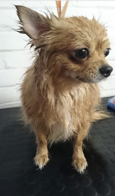 Grooming Van Image