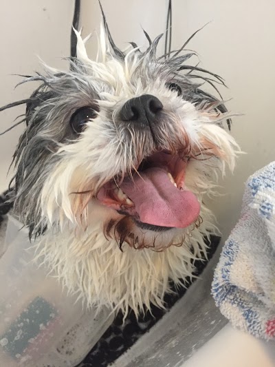 Grooming Van Image