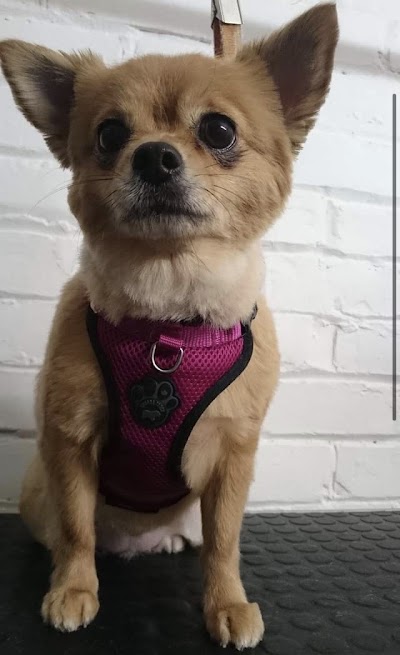 Grooming Van Image