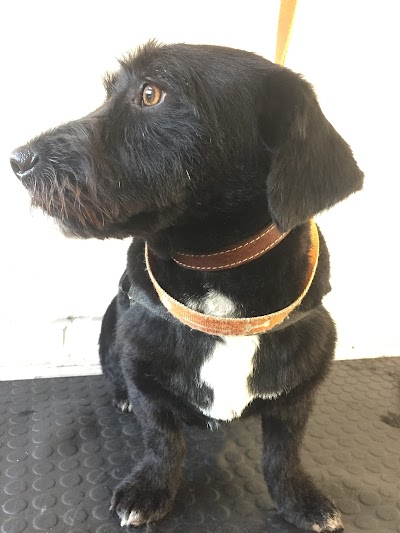 Grooming Van Image