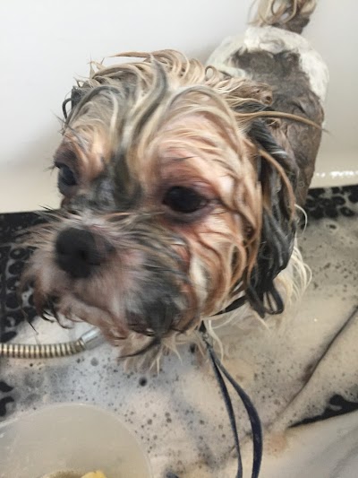 Grooming Van Image